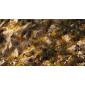 Golden Autumn Glade Basing Box