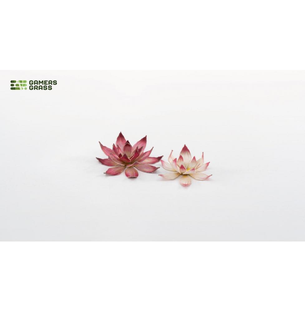 Lotus Flower